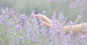 Mano tocando lavanda — imagen calma y bienestar para Sentir y Sanarte