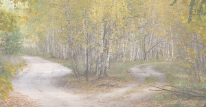 Senderos que se bifurcan en un bosque, símbolo de distintas formas de vivir los procesos emocionales